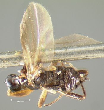 Media type: image;   Entomology 1168 Aspect: habitus dorsal view